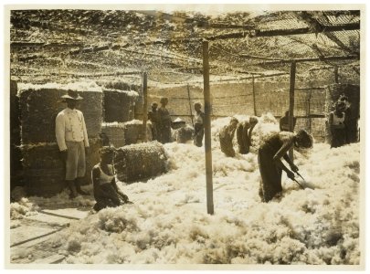 KITLV - 34588 - Kurkdjian, N.V. Photografisch Atelier - Soerabaja - Cleaning the pitted kapok in Java - circa 1920
