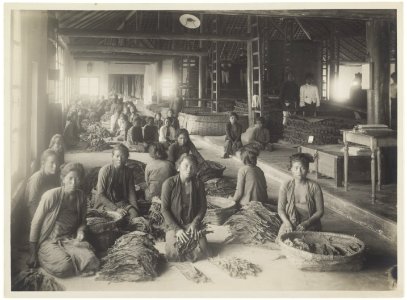 KITLV - 34593 - Kurkdjian, N.V. Photografisch Atelier - Soerabaja - Sorting tobacco in Java - circa 1920