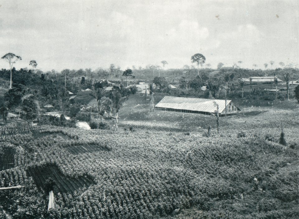 KITLV - 80238 - Kleingrothe, C.J. - Medan - Tobacco fields of agricultural company Gambir on Deli in the East Coast of Sumatra - 1898