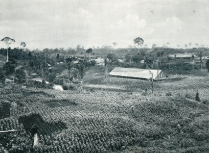 KITLV - 80238 - Kleingrothe, C.J. - Medan - Tobacco fields of agricultural company Gambir on Deli in the East Coast of Sumatra - 1898