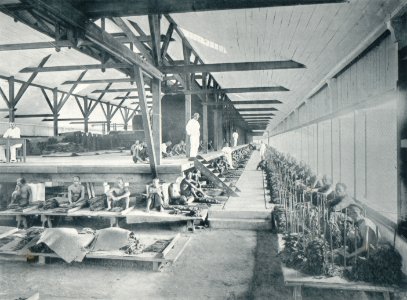 KITLV - 80242 - Kleingrothe, C.J. - Medan - Sorting of tobacco for length and color, probably on a plantation in the east coast of Sumatra - 1898