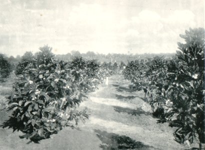 KITLV - 80250 - Kleingrothe, C.J. - Medan - Flowering coffee trees, presumably at a plantation in the east coast of Sumatra - 1898