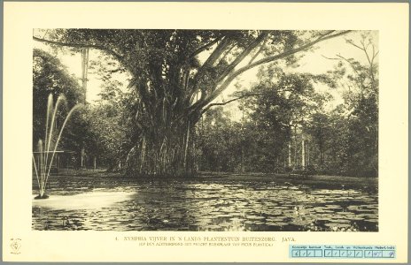 KITLV - 37334 - Demmeni, J. - Tulp, De - Haarlem - Nymphia pond and a Ficus Elastica in the Botanical Gardens at Buitenzorg (Bogor) - 1911