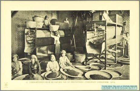 KITLV - 37341 - Demmeni, J. - Tulp, De - Haarlem - Female tea sorters in the factory of the company Perbawati at Sukabumi - 1911