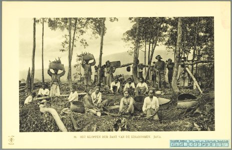 KITLV - 37361 - Demmeni, J. - Tulp, De - Haarlem - The beating of the bark of Cinchona trees the plantation Djajagiri in Lembang (Jayagiri, Lembang), at the right is the administrator of the plantation Mr Jansz - 1911