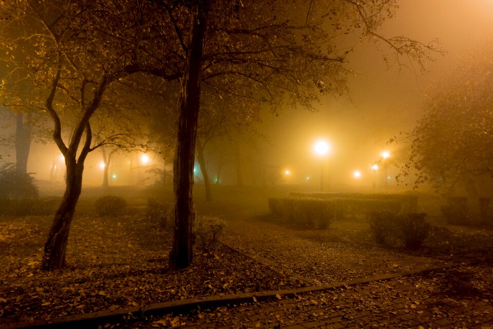 Park alley tree