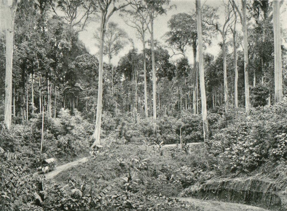 KITLV - 80224 - Kleingrothe, C.J. - Medan - Road lined with Tualang trees (Menggeris, Koompassia excelsa, Sialang), presumably in the east coast of Sumatra - 1898