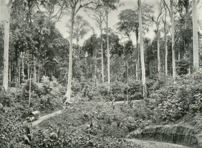 KITLV - 80224 - Kleingrothe, C.J. - Medan - Road lined with Tualang trees (Menggeris, Koompassia excelsa, Sialang), presumably in the east coast of Sumatra - 1898