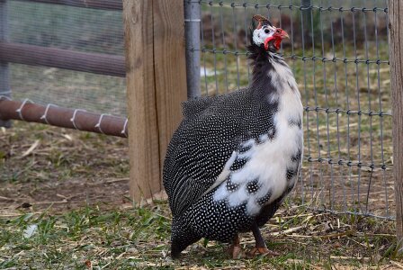 Farm outdoors poultry photo