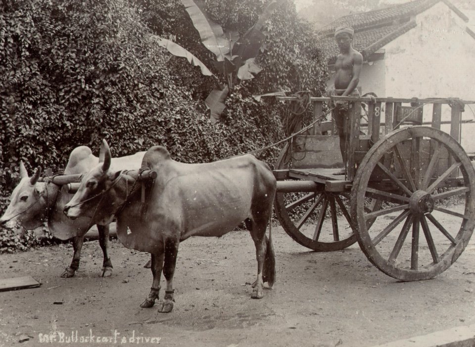 KITLV - 50197 - Lambert & Co., G.R. - Singapore - Oxcart in Java - circa 1900