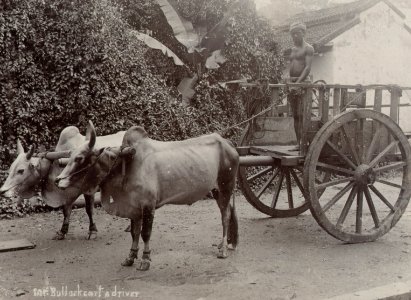 KITLV - 50197 - Lambert & Co., G.R. - Singapore - Oxcart in Java - circa 1900