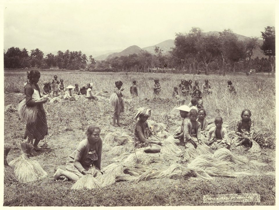 KITLV - 3747 - Kurkdjian - Soerabaja - Rice harvest in Mojokerto - circa 1900