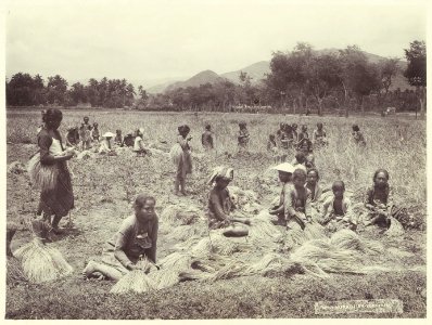 KITLV - 3747 - Kurkdjian - Soerabaja - Rice harvest in Mojokerto - circa 1900