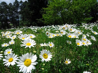 Flowery margaritas white