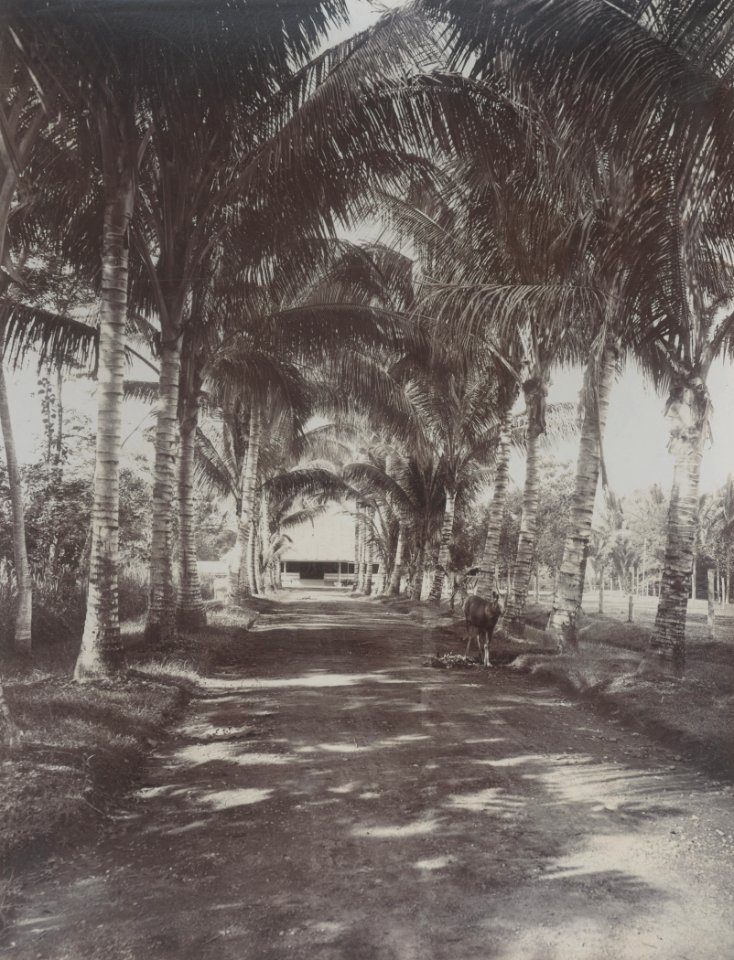 KITLV - 86761 - Stafhell & Kleingrothe - Medan-Deli - House, presumably a company in Deli - circa 1900