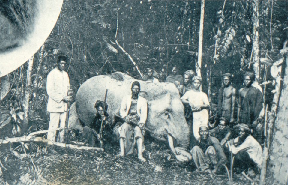 KITLV - 80272 - Kleingrothe, C.J. - Medan - Elephant hunting in the mountain areas of Deli Serdang, Sumatra - 1898
