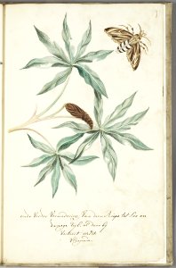 KITLV - 37A100 - Markée, Cornelis - Branch with leaves, caterpillar and butterfly - Brush drawing - Circa 1763