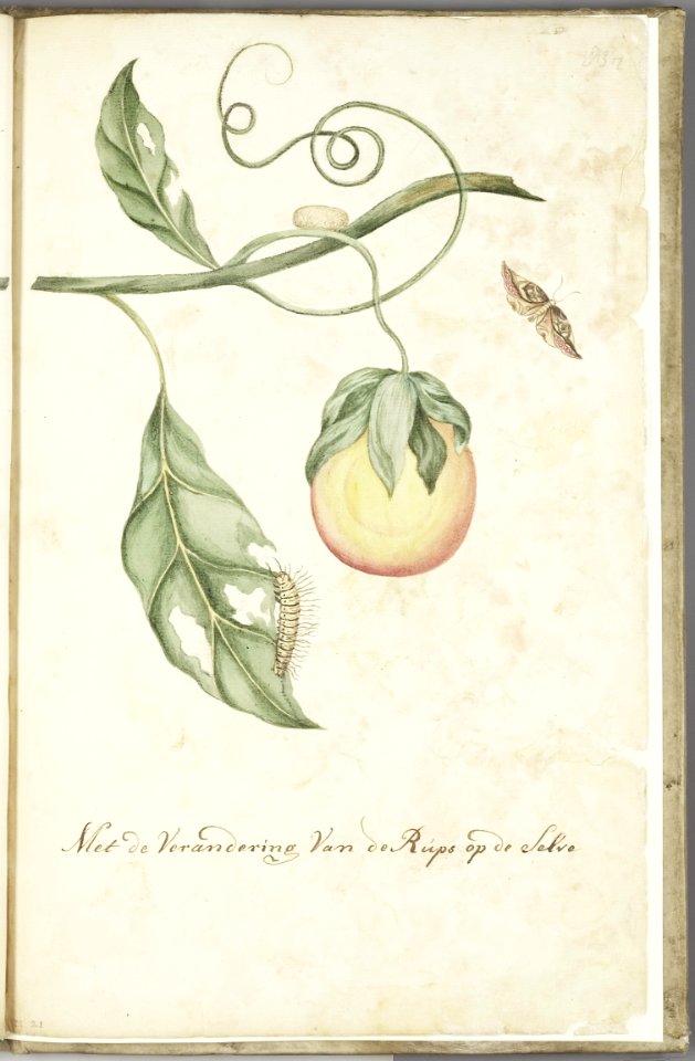 KITLV - 37A104 - Markée, Cornelis - Fruit-bearing branch with cocoon, caterpillar and butterfly - Brush drawing - Circa 1763