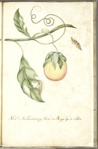 KITLV - 37A104 - Markée, Cornelis - Fruit-bearing branch with cocoon, caterpillar and butterfly - Brush drawing - Circa 1763