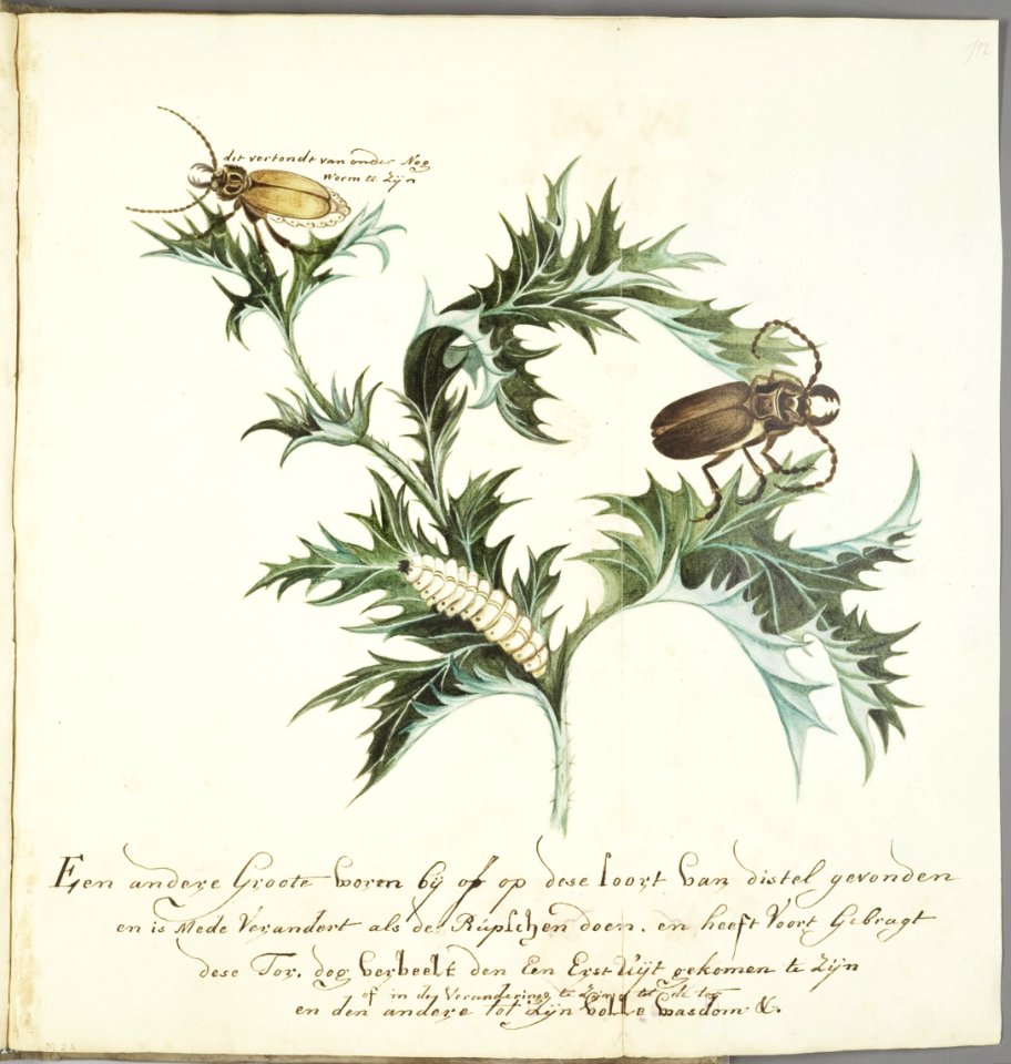 KITLV - 37A30 - Markée, Cornelis - Beetles with larvae on a thistle - Brush drawing - Circa 1763