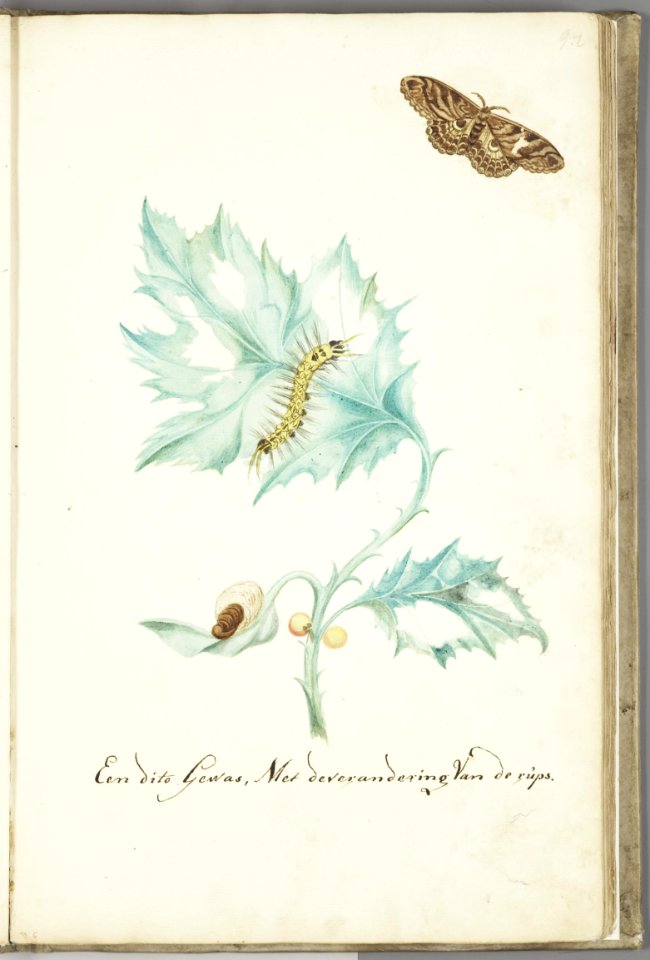 KITLV - 37A32 - Markée, Cornelis - Thistle with caterpillar and butterfly - Brush drawing - Circa 1763