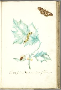 KITLV - 37A32 - Markée, Cornelis - Thistle with caterpillar and butterfly - Brush drawing - Circa 1763