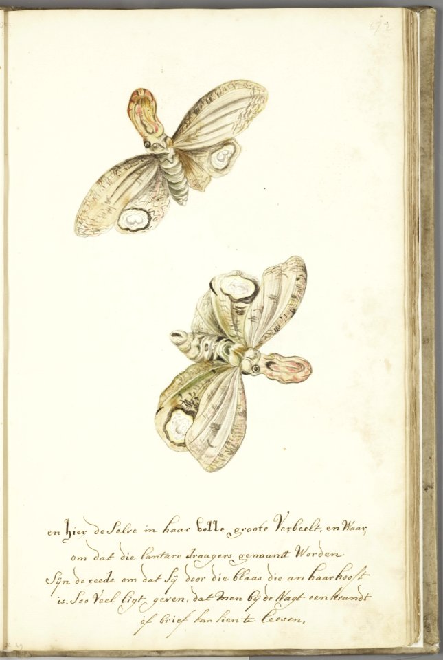 KITLV - 37A40 - Markée, Cornelis - Light producing moth in its full size, called lantern bearer - Brush drawing - Circa 1763