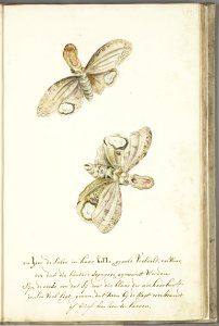 KITLV - 37A40 - Markée, Cornelis - Light producing moth in its full size, called lantern bearer - Brush drawing - Circa 1763