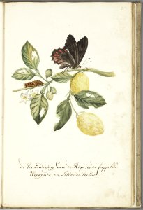 KITLV - 37A44 - Markée, Cornelis - A branch of a Limmetijen tree, which grow wild in Surinam, with caterpillar and butterfly - Brush drawing - Circa 1763