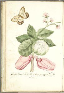 KITLV - 37A47 - Markée, Cornelis - Catechu (Acacia) tree branch, with flowers and apples - Brush drawing - Circa 1763