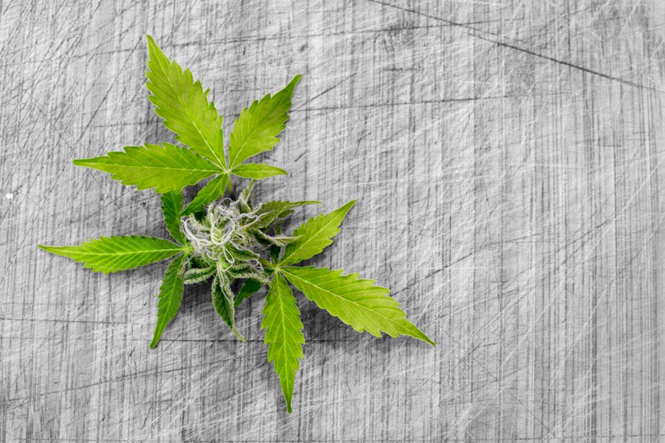 Cannabis desktop marijuana