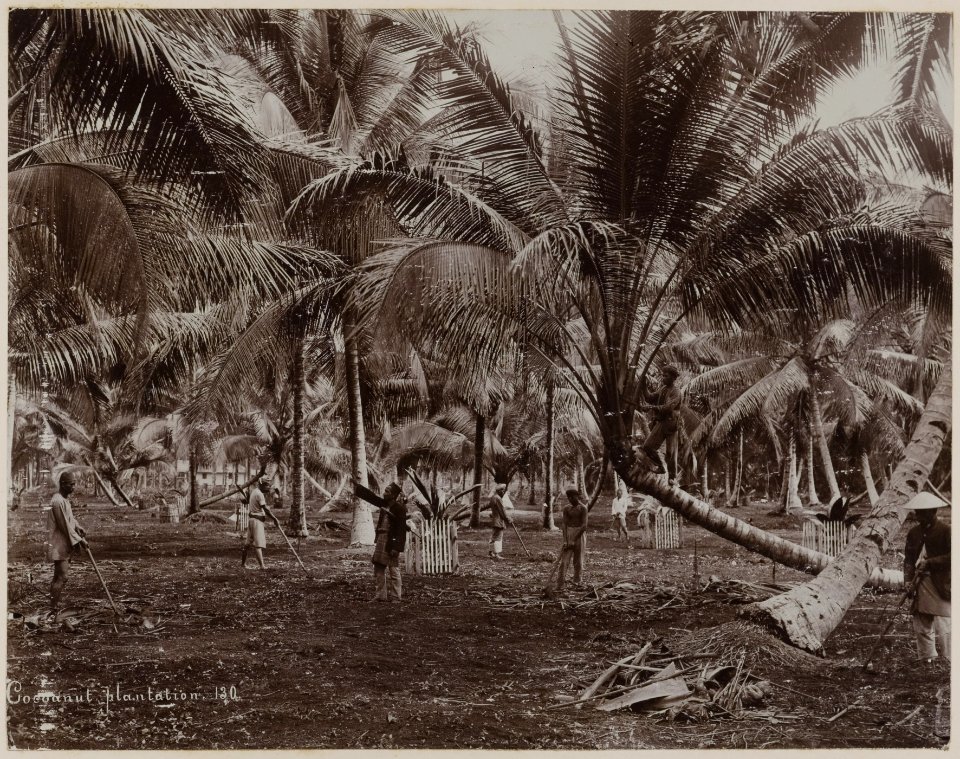 KITLV - 53176 - Lambert & Co., G.R. - Singapore - Plantation of coconut palms in Singapore - circa 1895