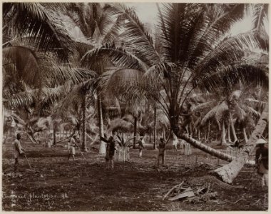 KITLV - 53176 - Lambert & Co., G.R. - Singapore - Plantation of coconut palms in Singapore - circa 1895 photo