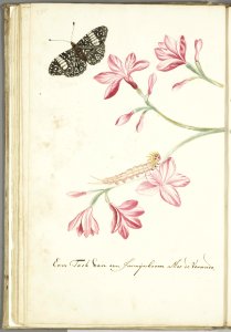 KITLV - 37A51 - Markée, Cornelis - Jasmine shrub branch with red flowers, caterpillar and butterfly - Brush drawing - Circa 1763