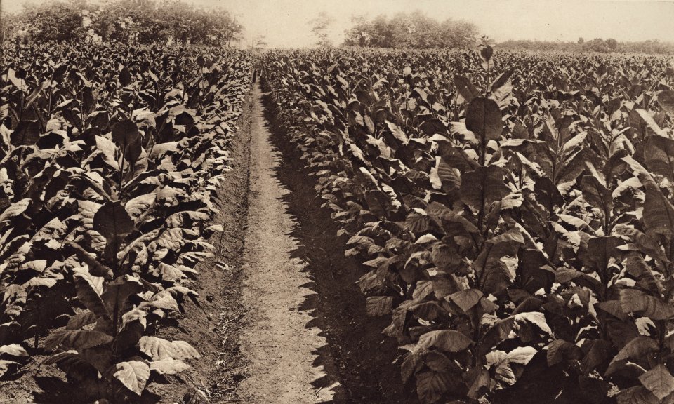 KITLV - 88279 - Kleingrothe, C.J. - Medan - Tobacco fields at the plantation Mariëndal of the Deli Company in Deli - 1905