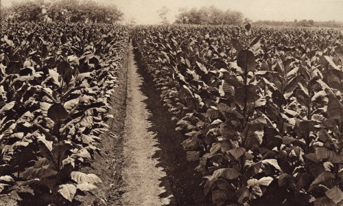 KITLV - 88279 - Kleingrothe, C.J. - Medan - Tobacco fields at the plantation Mariëndal of the Deli Company in Deli - 1905