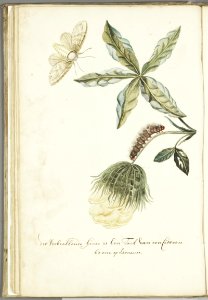 KITLV - 37A55 - Markée, Cornelis - Branch of a cotton plant in Surinam, with flower, caterpillar and butterfly - Brush drawing - Circa 1763