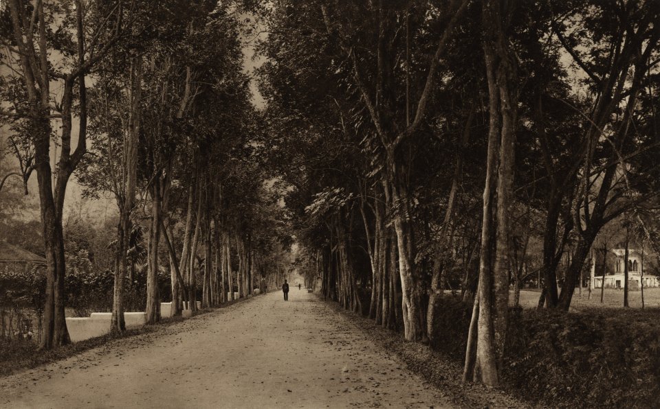 KITLV - 88282 - Kleingrothe, C.J. - Medan - Polania road of the plantation Polania of the Deli Company in Deli to Medan, Sumatra - 1905