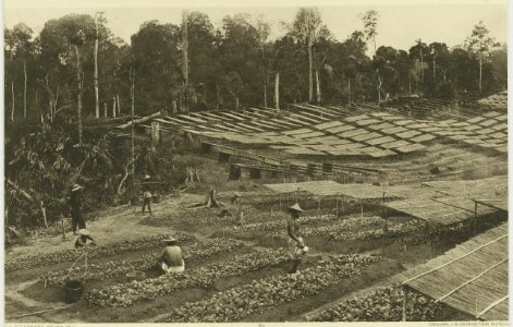 KITLV - 5402 - Kleingrothe, C.J. - Medan - Seed beds on a tobacco plantation in Deli - circa 1900