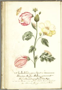 KITLV - 37A59 - Markée, Cornelis - Plant called okkerum in Surinam or Althea, with leaves, tow types of flower, caterpillar and butterfly - Brush drawing - Circa 1763