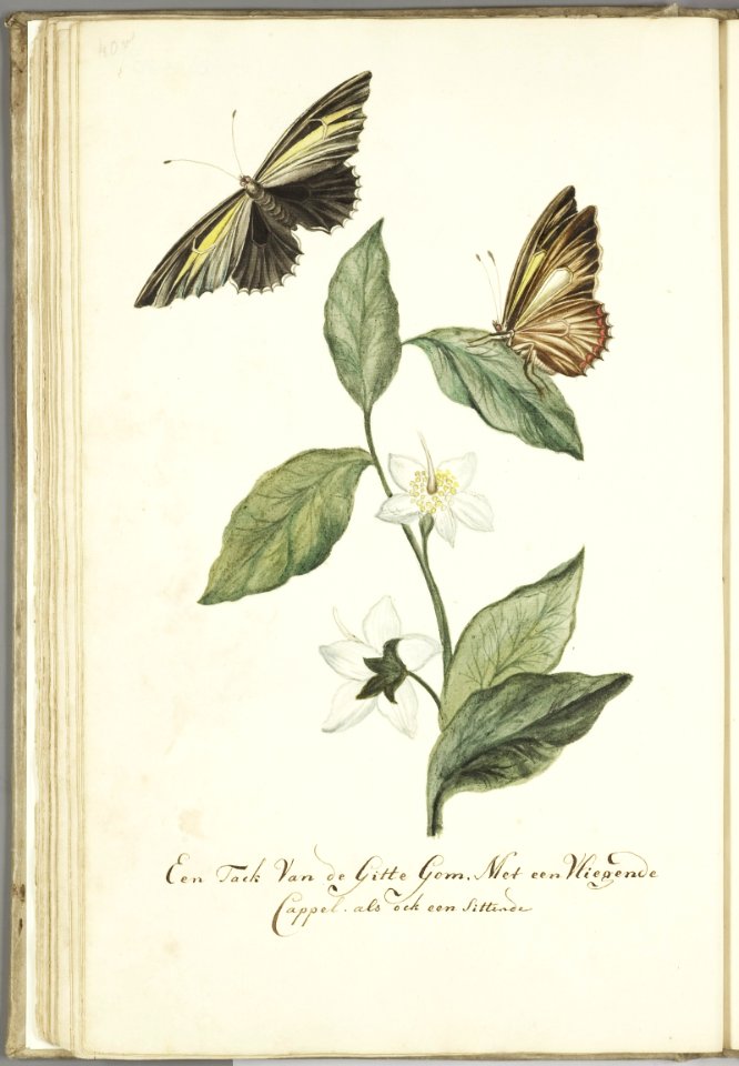 KITLV - 37A63 - Markée, Cornelis - A branch of gitte gum, with a flying and sitting butterfly - Brush drawing - Circa 1763