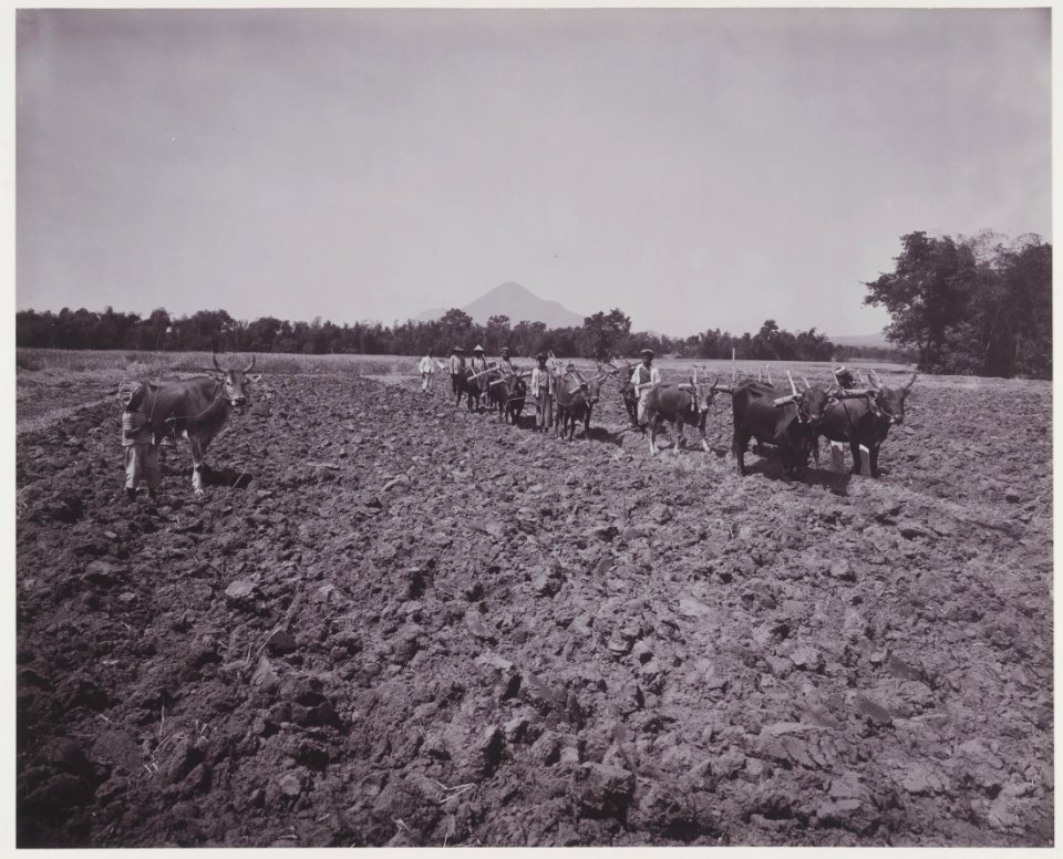 KITLV - 5417 - Kurkdjian - Soerabaja - Ploughing buffaloes on the sugar plantation Ketanen at Mojokerto - 1916-04