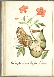 KITLV - 37A71 - Markée, Cornelis - The fruit and flower of a pomegranate - Brush drawing - Circa 1763