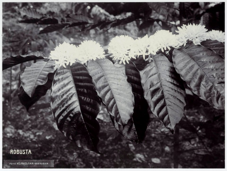 KITLV - 8660 - Kurkdjian - Soerabaja - Blooming Robusta coffee in Java - circa 1920