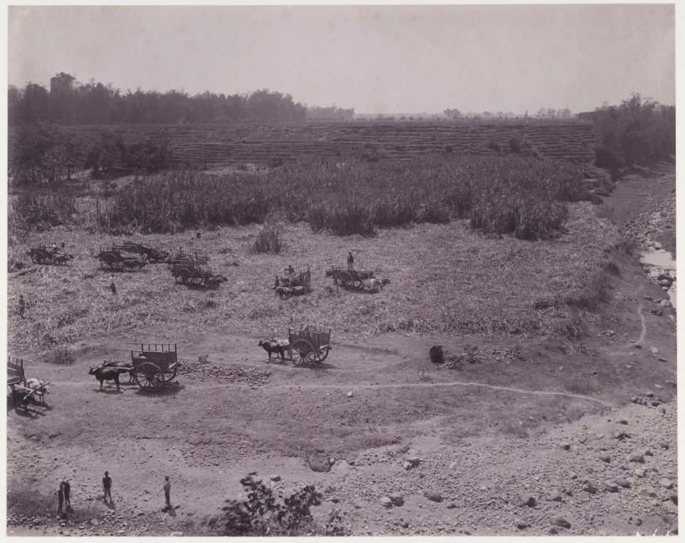 KITLV - 5421 - Kurkdjian - Soerabaja - Ox carts in the cutting garden Ketangie of the sugar estate Ketanen at Mojokerto - 1916-04