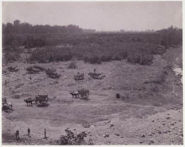KITLV - 5421 - Kurkdjian - Soerabaja - Ox carts in the cutting garden Ketangie of the sugar estate Ketanen at Mojokerto - 1916-04