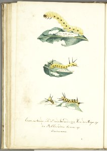 KITLV - 37A75 - Markée, Cornelis - First and second as the third stage of the caterpillar, on the pellesaad tree, Surinam - Brush drawing - Circa 1763
