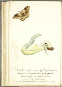 KITLV - 37A79 - Markée, Cornelis - Caterpillar, pupa and butterfly belonging to the banana plant - Brush drawing - Circa 1763