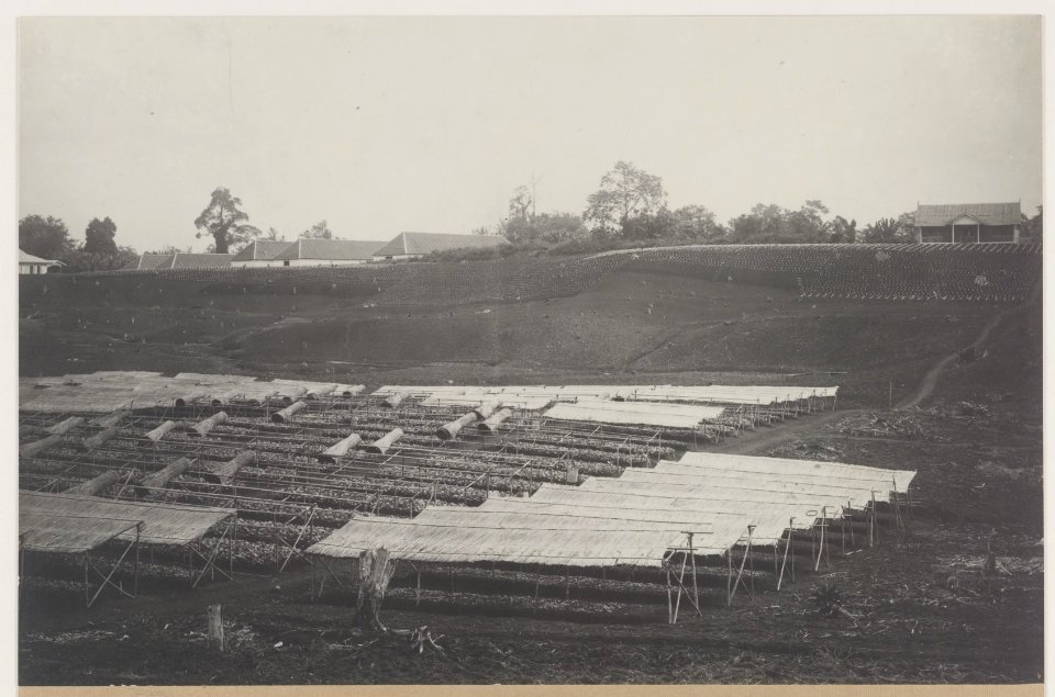 KITLV - 5480 - Kleingrothe, C.J. - Medan - Seed beds on a tobacco plantation of the Deli Company, Deli - circa 1915