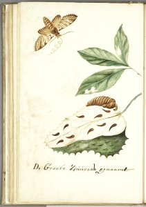 KITLV - 37A83 - Markée, Cornelis - The great soursop - Brush drawing - Circa 1763